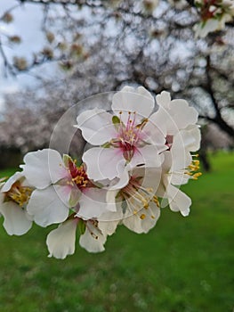 Closeup of almond blossom tree's delicate white flowerheads
