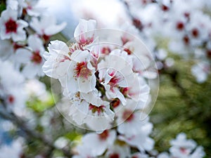 Closeup of almond tree flowers blossom with a very nice bokeh backgroud.