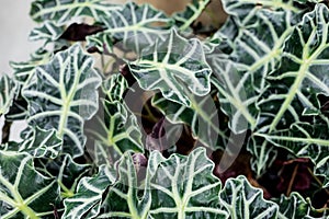 Closeup of Alocasia Bambino leaves ,Elephant Ear.Natural background. southeast asian plant, houseplant, large leaf dark