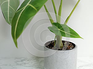 Closeup of an alocasia frydek baby off-shoot