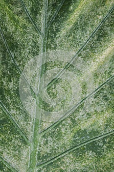 Closeup of Alocasia macrorrhizos` leaf