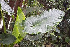 Closeup of Alocasia macrorrhizos leaf