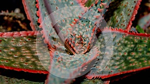Closeup of Aloe Donnie photo