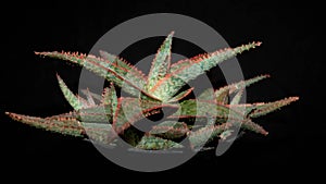 Closeup of Aloe donnie isolated on black background.