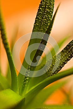 Closeup of aloe leaves