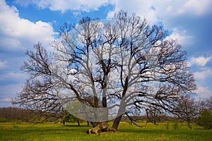 closeup alone tree among green forest glade