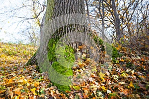 Alone tree among red dry keaves in forest