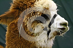 Closeup of an Alpaca