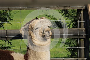 A closeup of a Alpaca with a fence