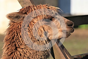 A closeup of a Alpaca, head on fence