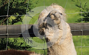 A closeup of a Alpaca looking up