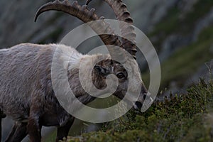 Closeup of an Alpine ibex grazing grass in the Swiss mountains