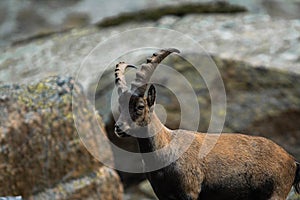 Closeup of an Alpine ibex in the mountains, yellow grass and blurred stones background