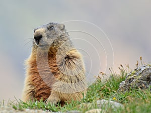 Closeup of an alpine marmot, Marmota marmota latirostris sitting on a ground