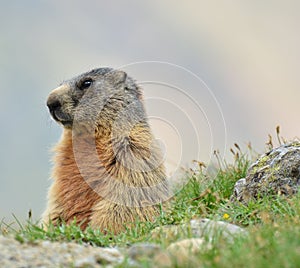 Closeup of an alpine marmot, Marmota marmota latirostris sitting on a ground