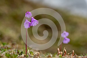 Closeup of alpine snowbells in the Austrian Alps