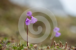 Closeup of alpine snowbells in the Austrian Alps photo