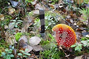 Closeup of an Amanita muscaria or fly agaric, fly amanita with knif in autumn forest