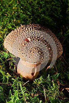 A closeup of Amanita rubescens, known as blushing amanita.