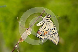 Closeup amazing moment about butterfly emerging from chrysalis on twig on green background. shallow dof