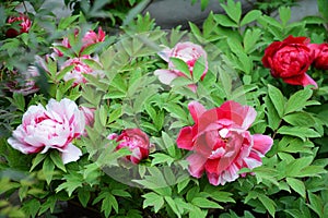 Closeup of amazing peony flowers in the garden in spring photo