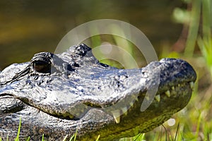 Closeup of an American alligator