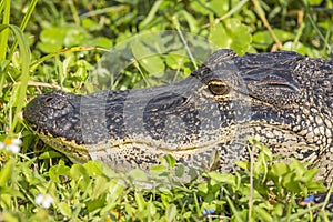 Closeup of American Alligator