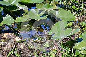 Closeup of American alligator (Alligator mississippiensis) resting amongst large aquatic plant leaves