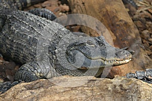 Closeup American Alligator showing his teeth