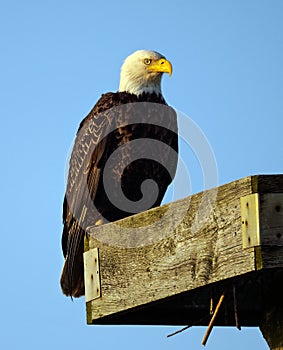 Closeup of American Bald Eagle