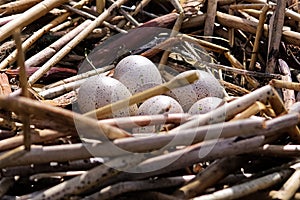Closeup of American Coot eggs in a nest