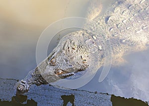 Closeup of an American crocodile on the surface of the water at Brevard Zoo, Melbourne, Florida, U.S