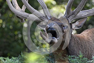 Closeup of American elk bellowing