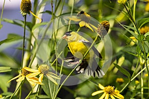 Closeup of American Goldfinch (Spinus tristis),Canada