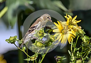 Closeup of American Goldfinch on yellow flowers,Ontario