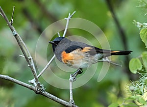 Closeup of American Redstart Setophaga ruticilla,Ontario