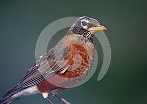 Closeup of an American Robin