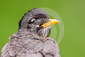 Closeup American robin portrait with smooth green background - great detail of head - taken at the Wood Lake Nature Center in Minn