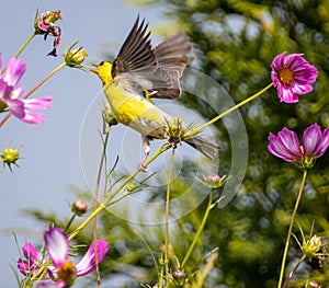 Closeup of a American siskin (Carduelis tristis) on a stem of a flower against blurred background