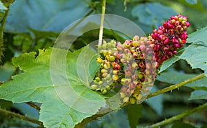 Closeup of American spikenard outdoors during dayli