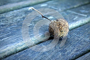 CloseUp Of American Sycamore SeedBall On Wooden Bench