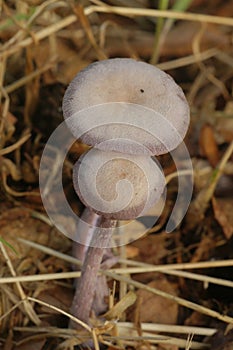 Closeup on an amethyst deceiver mushroom, Laccaria amethystina