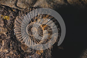 Ammonite prehistoric fossil embedded in stone