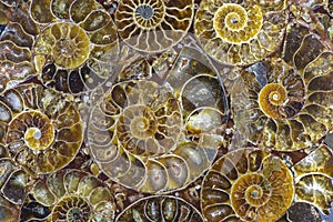 Closeup of an ammonite prehistoric fossil - macro,detail