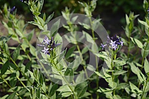 Closeup amsonia orientalis with blue flowers