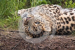 Closeup of an Amur leopard resting upside down on the ground in the shade