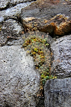 Closeup of an ancient wall made of natural rocks with sedum plants between blocks