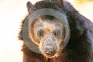 Closeup of Andean Bear photo