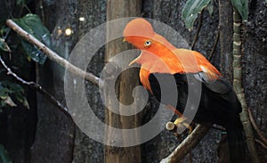 Closeup of an Andean cock-of-the-rock or Tunki perched on a branch photo