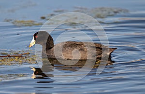 Closeup of an Andean coot swimming on a lake with ab lurry background